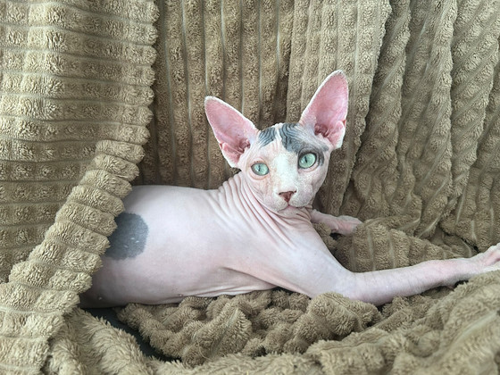 Kaunis sphynx tyttökissanpentu etsii rakastavaa kotia