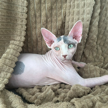Kaunis sphynx tyttökissanpentu etsii rakastavaa kotia