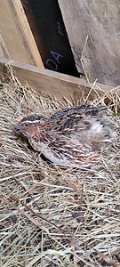 Vutt (2 foto / 3)