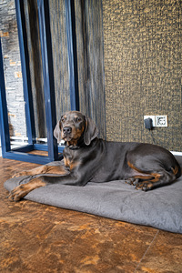 Dobermann (2 foto / 2)