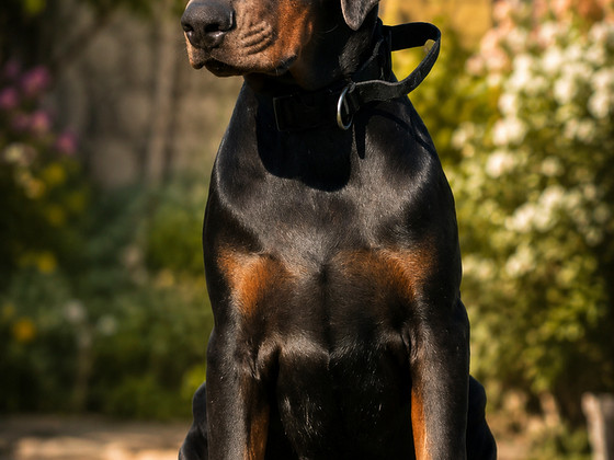 Dobermann