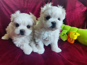 Maltese kutsikad (3 foto / 4)
