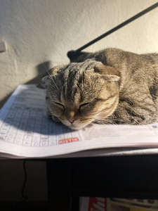 Paaritus - otsime šoti valget isast (2 foto / 5)