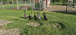 Müüa jooksupardid (2 foto / 2)