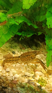 Голубой кубинский рак (2 фото из 5)