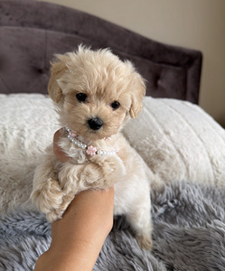 Мальтипу Maltipoo (1 фото из 5)