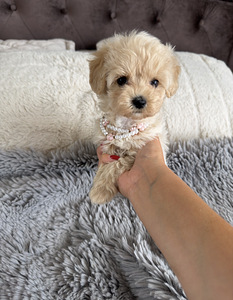 Мальтипу Maltipoo (2 фото из 5)