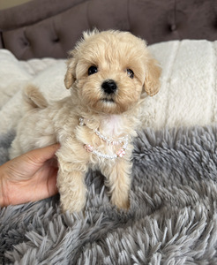 Мальтипу Maltipoo (3 фото из 5)