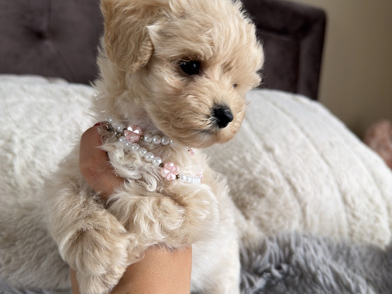Мальтипу Maltipoo