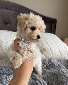 Мальтипу Maltipoo (4 фото из 5)