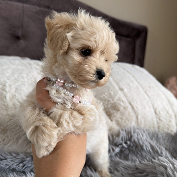Мальтипу Maltipoo