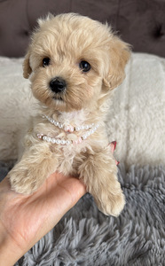 Мальтипу Maltipoo (5 фото из 5)