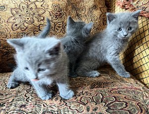 Британские котята (1 фото из 3)