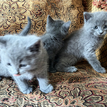 Британские котята