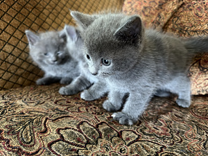 Британские котята (2 фото из 3)