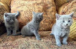 Британские котята (3 фото из 3)