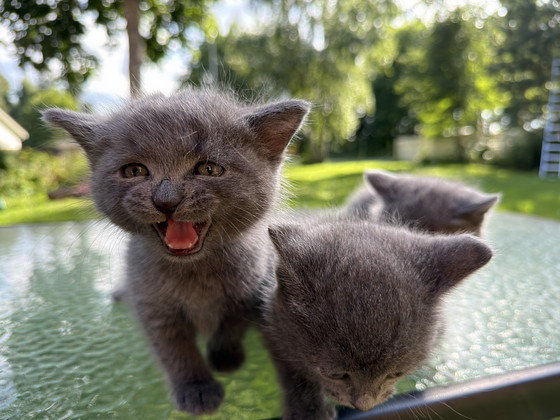 Британские котята