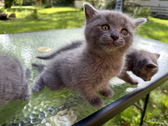 Британские котята