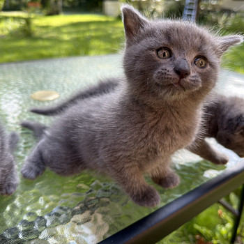 Британские котята
