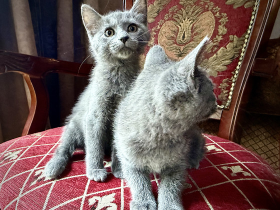 Британские котята