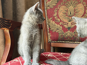 Британские котята осталась 1 девочка (2 фото из 7)
