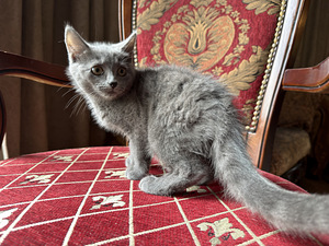 Британские котята осталась 1 девочка (3 фото из 7)