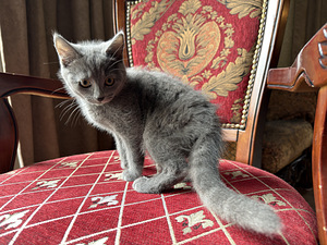 Британские котята осталась 1 девочка (6 фото из 7)