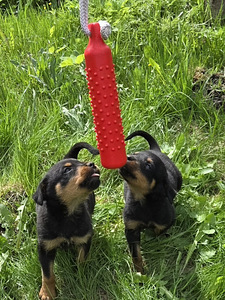 Rottweiler kutsikas (4 foto / 5)