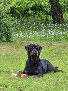 Rottweiler kutsikas (2 foto / 5)