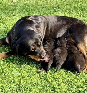 Rottweiler kutsikas (5 foto / 5)