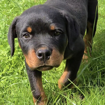 Rottweiler kutsikas