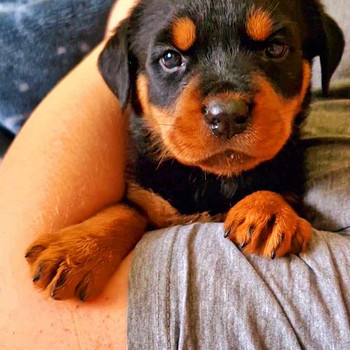 Rottweiler kutsikas