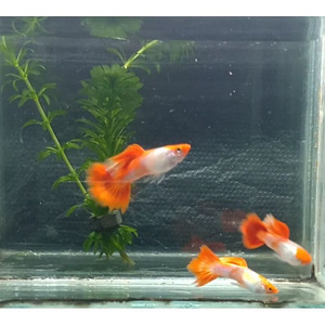 Tuxedo Koi-Platinum Koi Guppy, Platy (2 foto / 3)