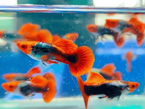 Tuxedo Koi-Platinum Koi Guppy, Platy