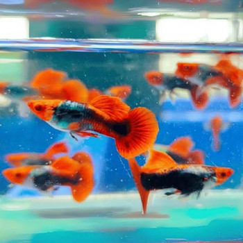 Гуппи, пецилия Tuxedo Koi-Platinum Koi