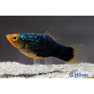 Tuxedo Koi-Platinum Koi Guppy, Platy (3 foto / 3)