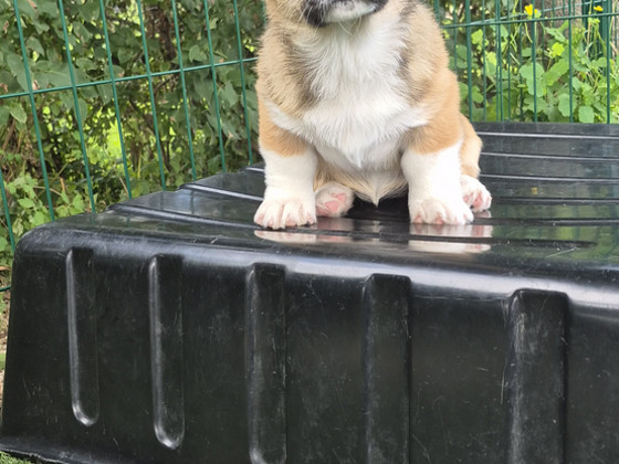 Welsh Corgi Cardigan