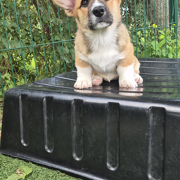 Welsh Corgi Cardigan