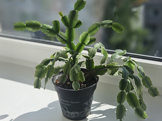 Jõulukaktus (Schlumbergera)