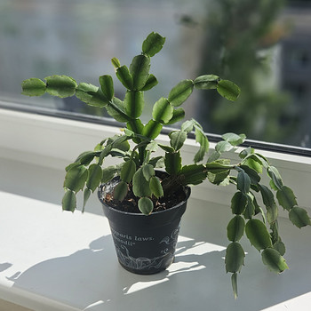 Jõulukaktus (Schlumbergera)