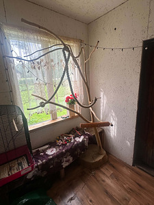 Ожереловые попугаи (6 фото из 7)