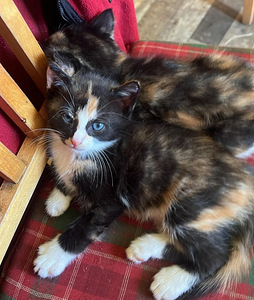 Котята (1 фото из 3)