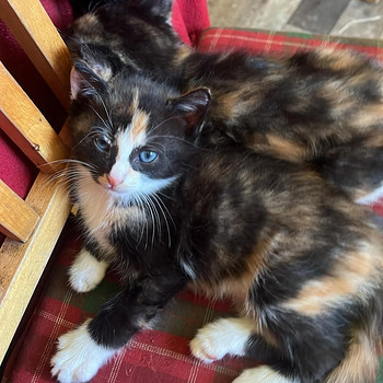 Котята