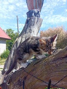 Котята (2 фото из 3)