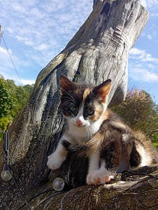 Котята (3 фото из 3)