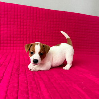 Jack Russelli terjeri kutsikad