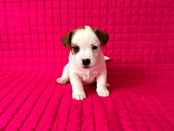 Jack Russelli terjeri kutsikad