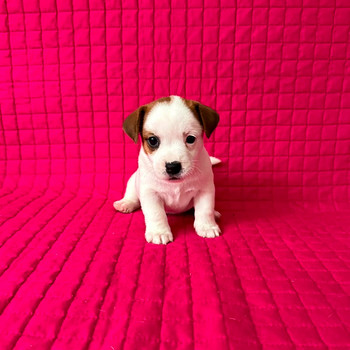 Jack Russelli terjeri kutsikad