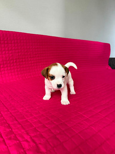 Щенки Джек Рассел терьер (5 фото из 10)