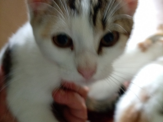 Kissanpentu